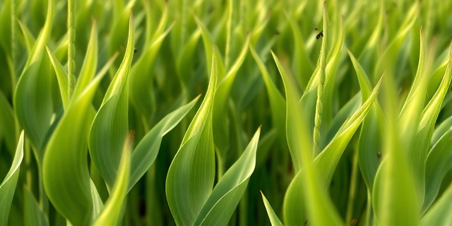 Un campo de soja con insectos pequeños y oscuros volando alrededor de las plantas