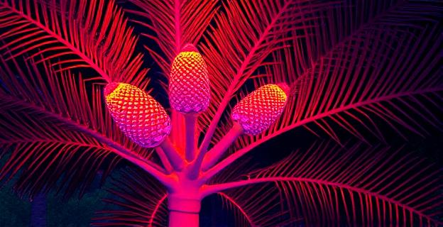 Imagen detallada de una cícada con conos reproductivos calientes en un entorno nocturno boscoso, mostrando una temperatura elevada mediante imágenes térmicas