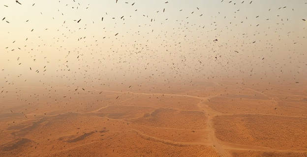 Una nube de langostas sobrevolando el paisaje árido de las Islas Canarias, con el viento soplando desde el este, trayendo consigo la calima y los insectos que se dispersan por las islas.